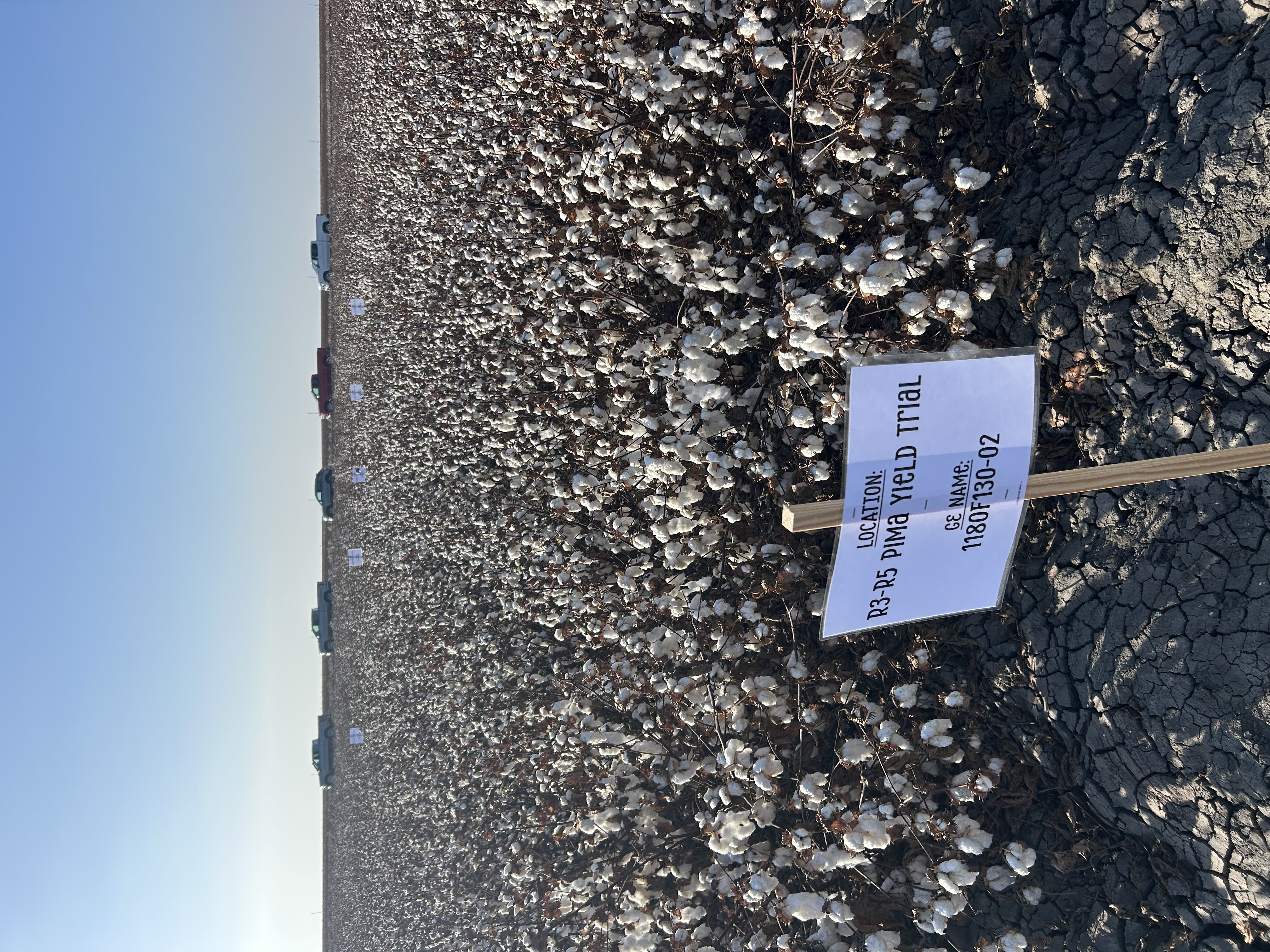 pima trial site